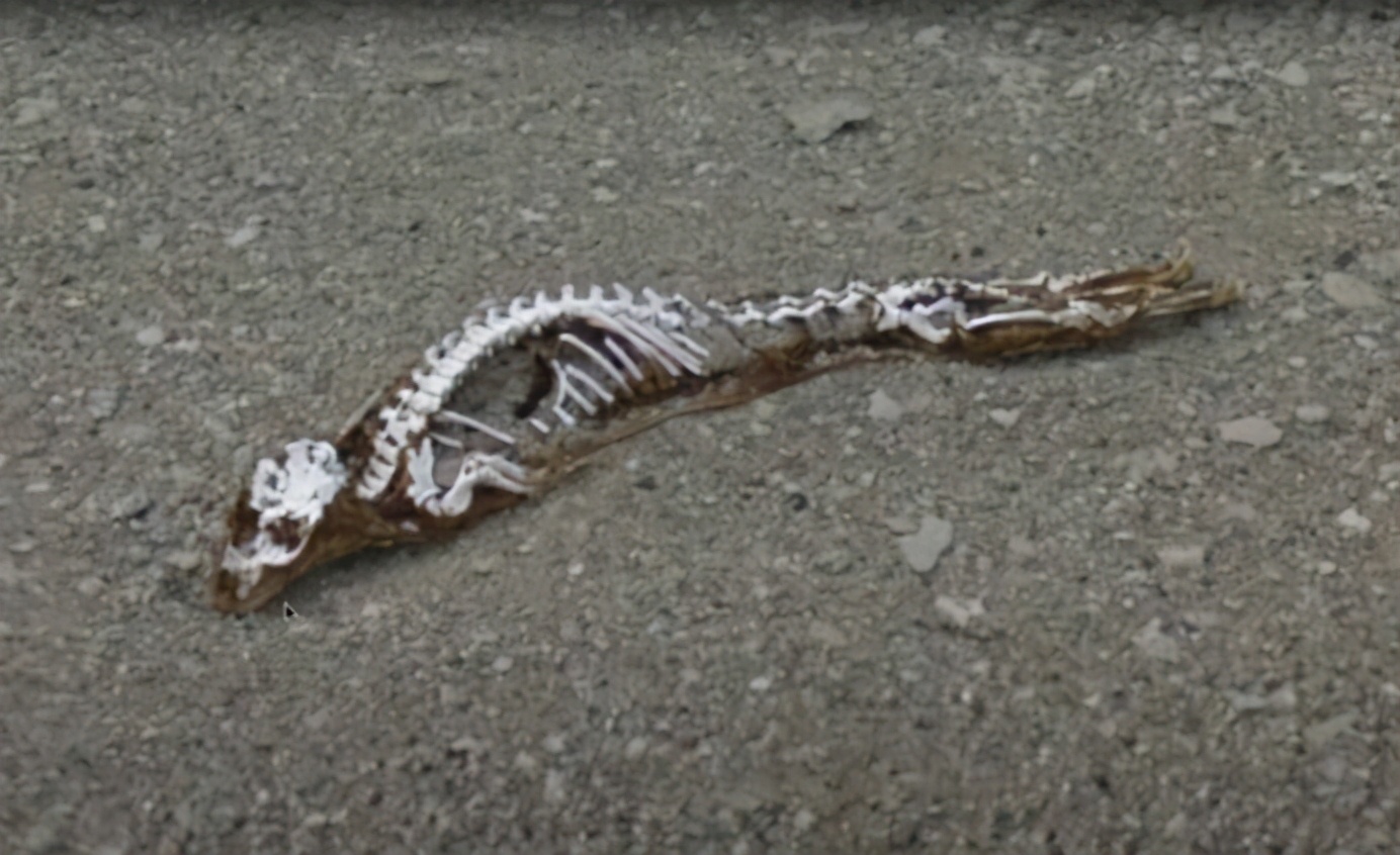 南极洲出现神秘骨架 疑似史前爬行动物 身长达6米 自然 爆资讯新媒体平台