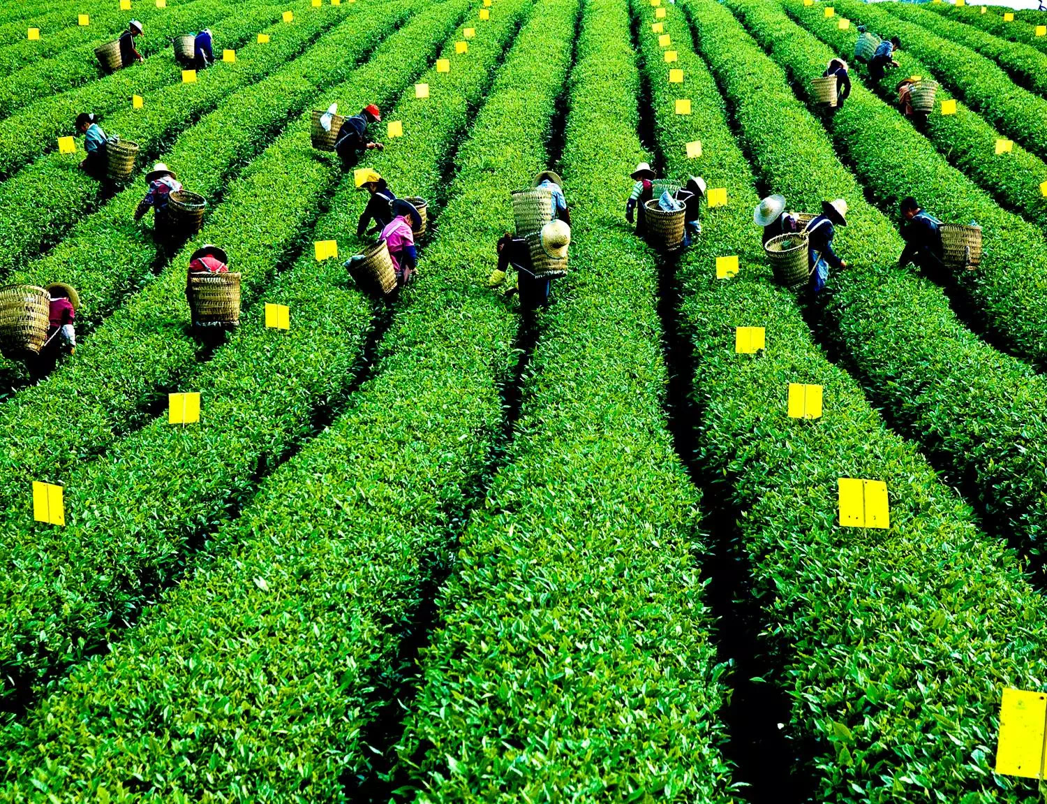 重庆七大特色产业之一，单品牌价值超20亿元，本地茶叶有多强？