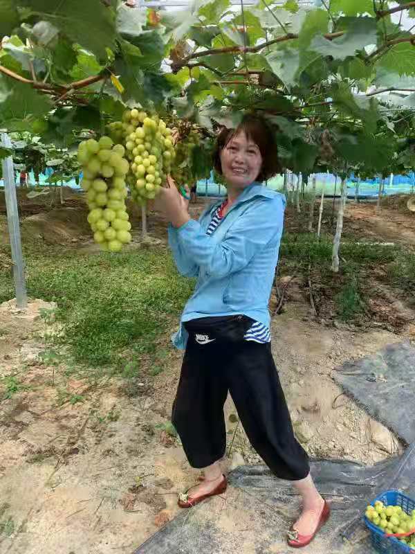 七律·夏摘葡萄