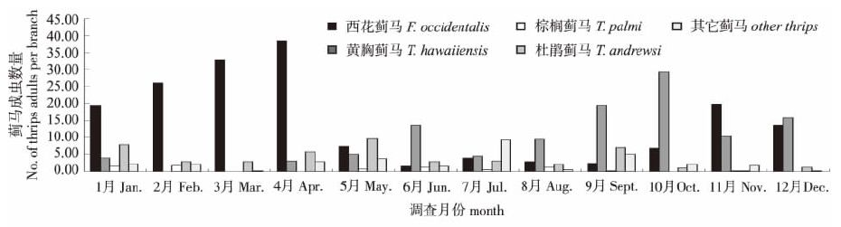 柑橘花前花后防好蓟马，花皮果少一半，你弄懂了吗？