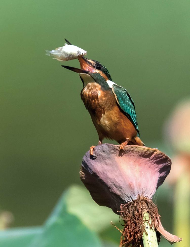 翠鳥捕魚，舌尖上的美食