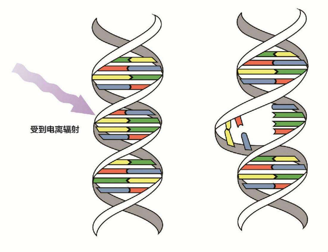 動(dòng)物回交是怎么回事，有風(fēng)險(xiǎn)嗎？為什么人類(lèi)要讓動(dòng)物回交？