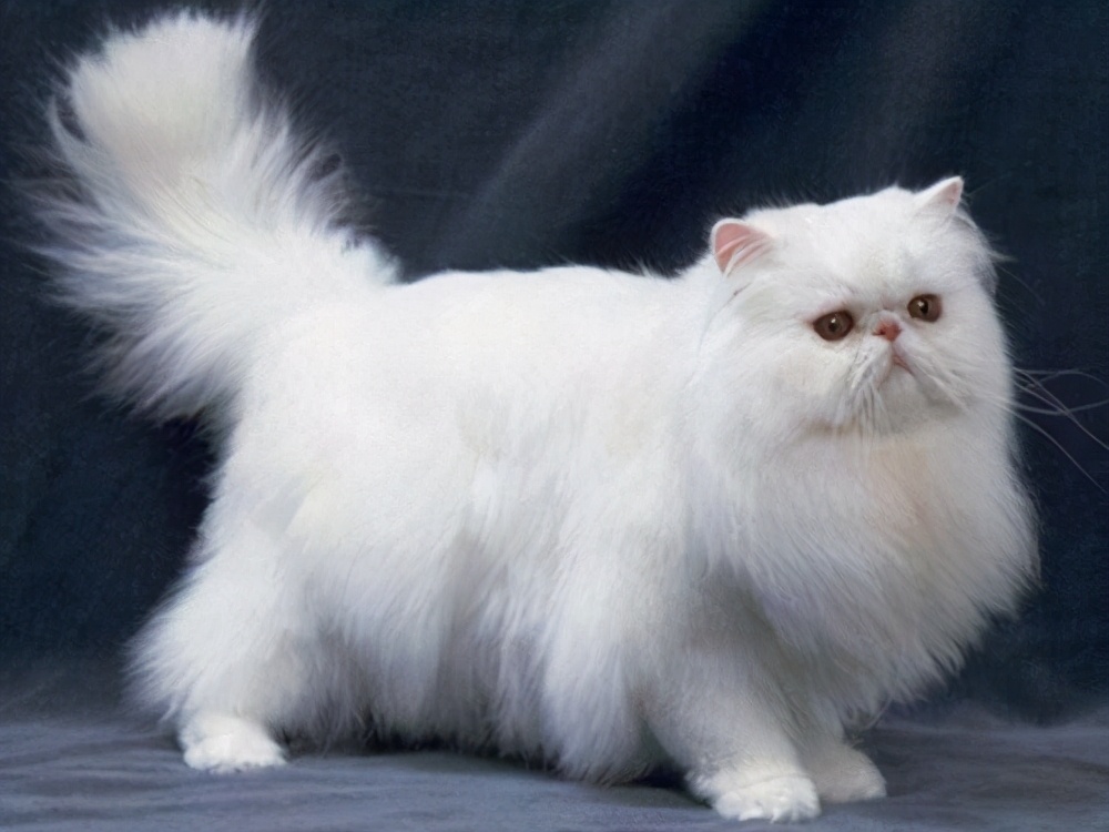 How Much Does A Persian Cat Cost Ten Advantages And Disadvantages Of   10276992bd5143568179273143289e80 