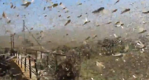 法国专家：跟不上中国人的思维，上万只鸡就解决世界性难题