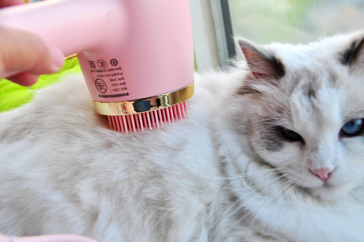 呵护宠物从吹梳开始，嗷喵喵智能宠物吹风梳体验