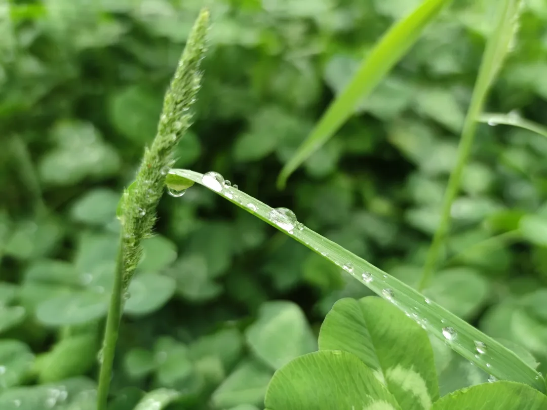 成都高新区朝阳小学清明节气主题活动日