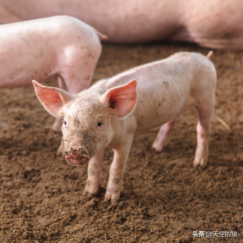 猪市走势：小猪苗高达上千块，猪价达到多少养