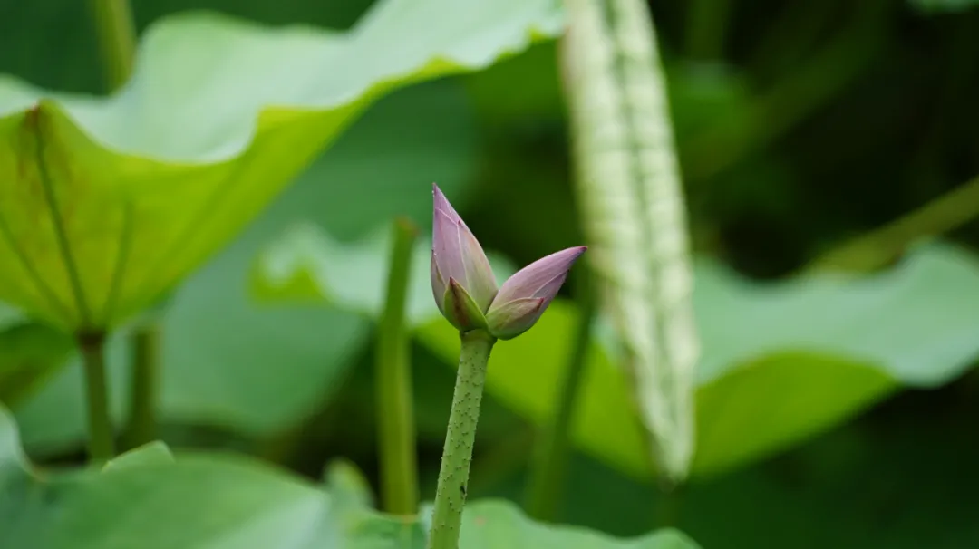 花开并蒂!济南大明湖发现“并蒂莲”