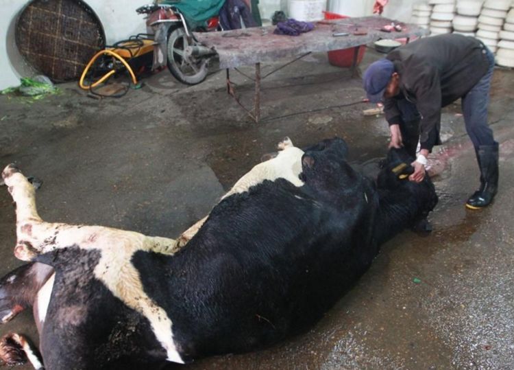 为什么农村杀牛时，要蒙住牛的眼睛？听听农民