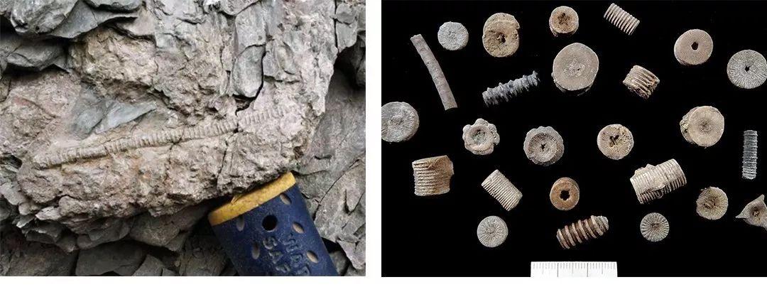 地球上真有史前文明？化石中发现齿轮螺丝钉，主角是“冬虫夏草”