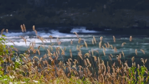 推粪球之前，屎壳郎为什么要跳舞？