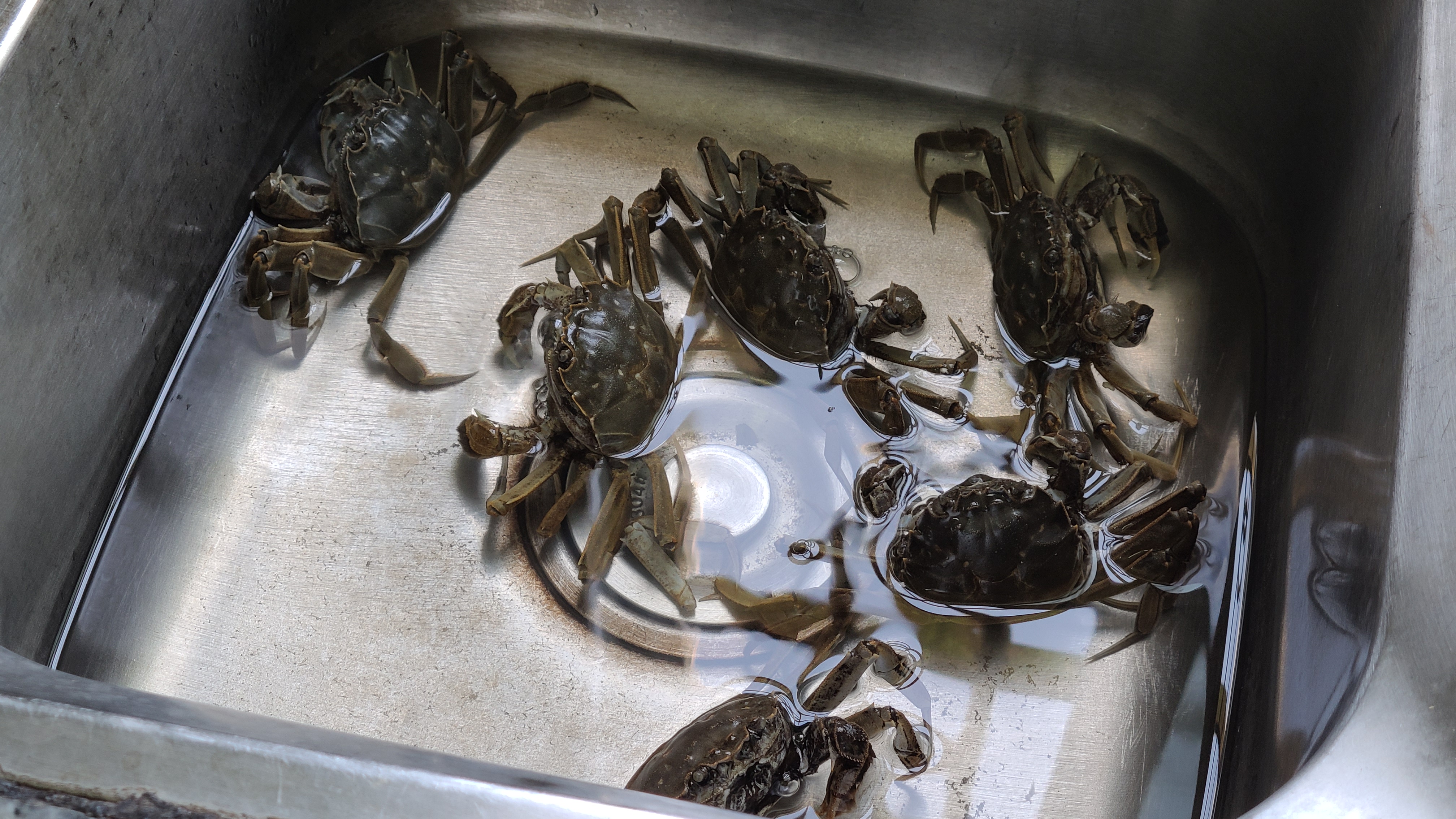 廣東焗螃蟹的做法，簡單好吃香味濃，滿滿的蟹黃看著就饞