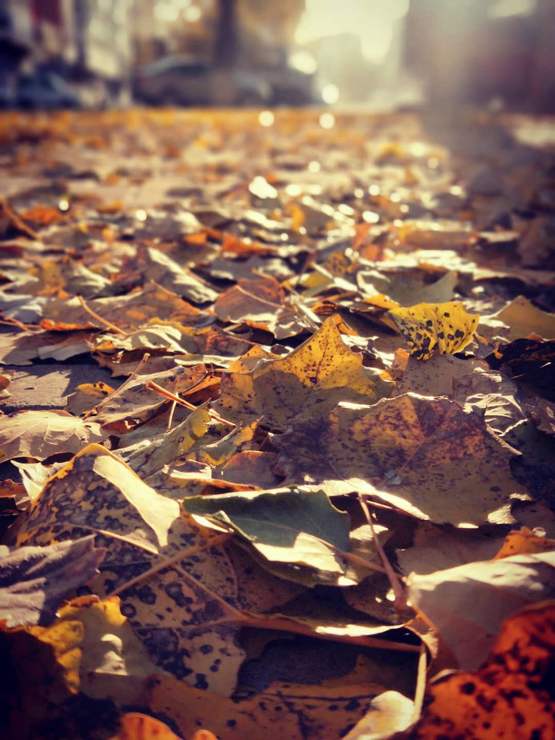 散文，静坐时光里，看悄悄溜走的秋季