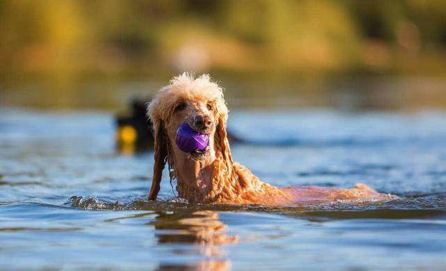 辟谣！狗狗天生会游泳，直接扔下水也不会被淹？