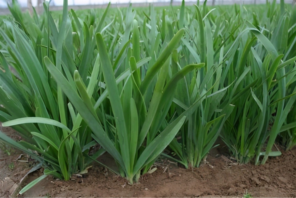 韭菜田韭蛆严重不知咋防治分享3个独特方法再也不用发愁了