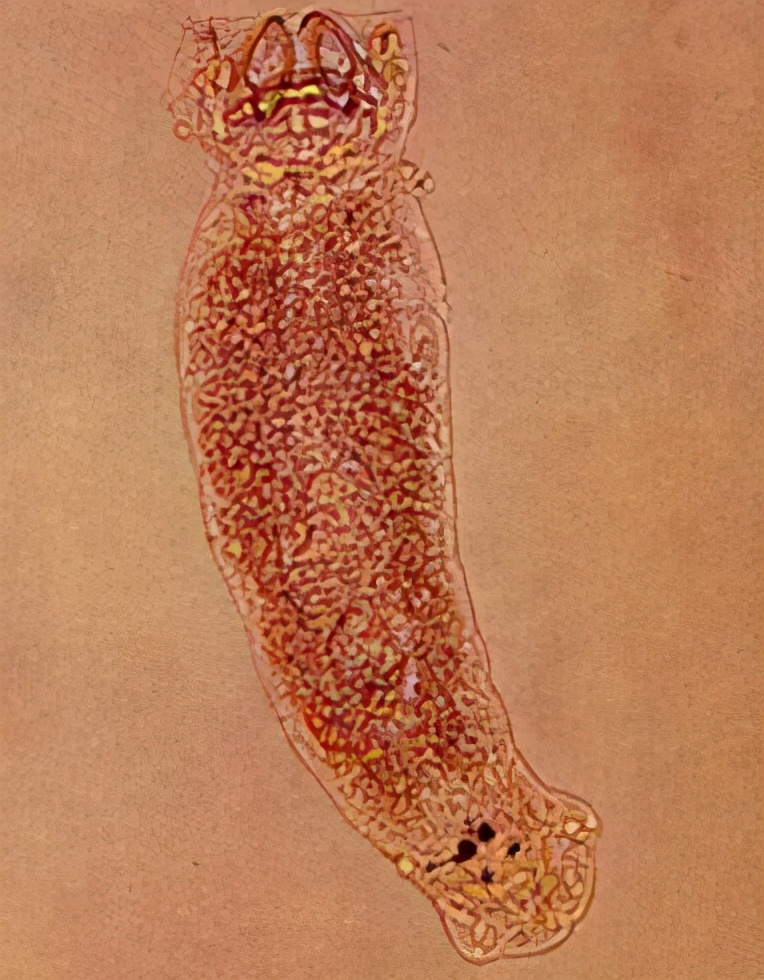 鱼类指环虫病的有效防治方法指环虫生活史简单生命周期短繁殖速度非常