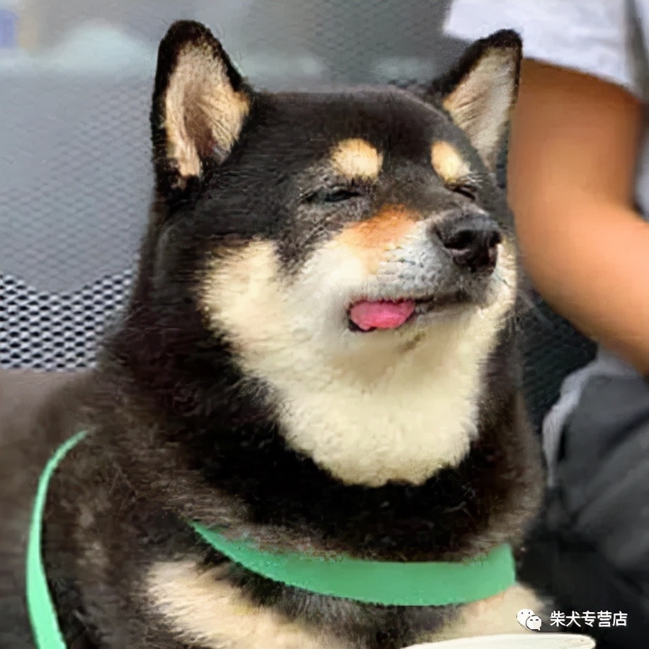 柴犬的顏色選擇,赤柴黑柴還是白柴? - 資訊咖