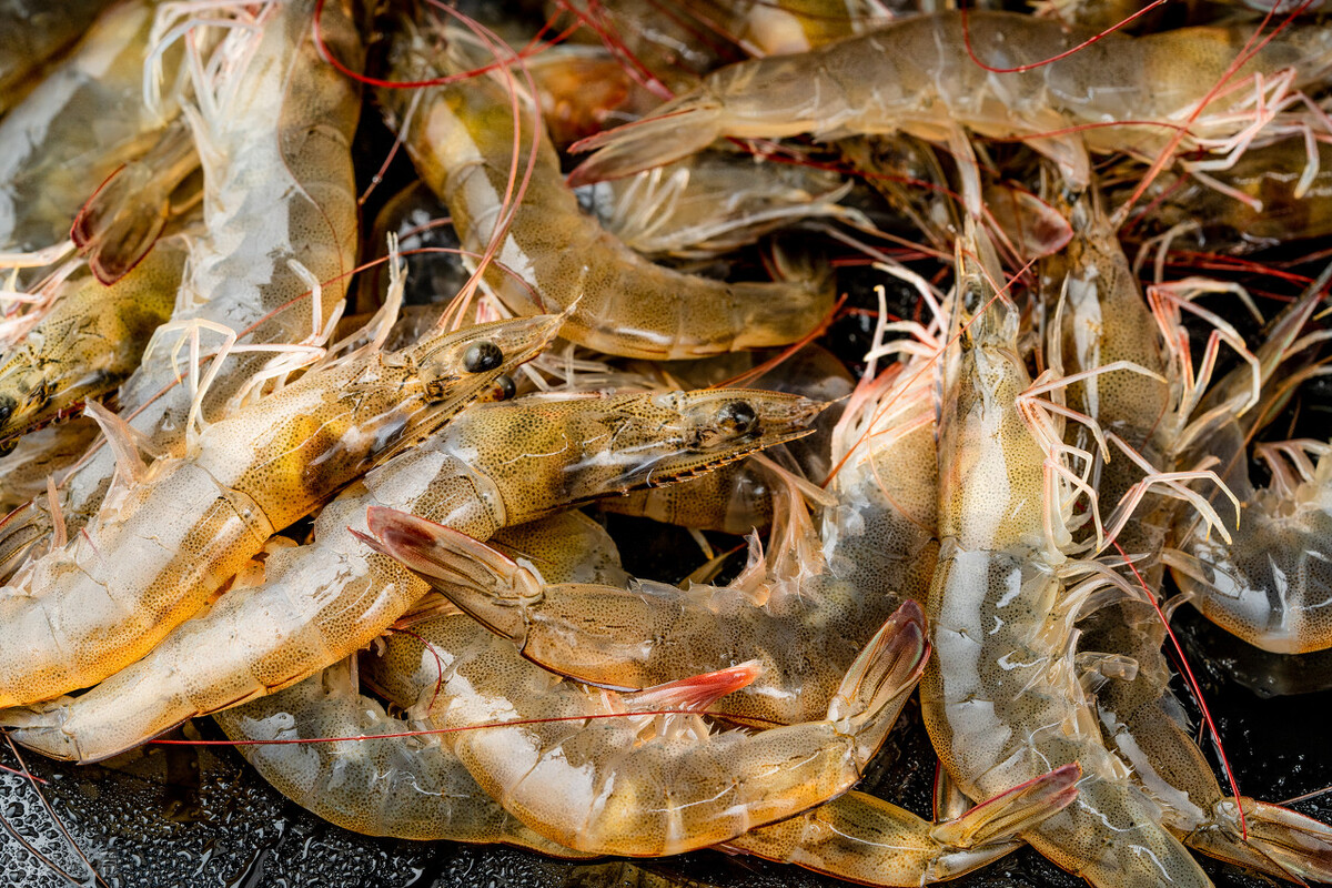 How to preserve fresh shrimp?Try the old fisherman's recipe, after 3 ...