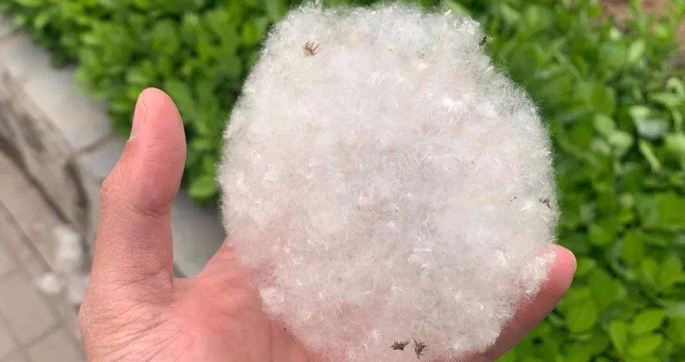 柳絮讓人苦不堪言，沒想到還是美食，在吃貨麵前為何依然猖狂？