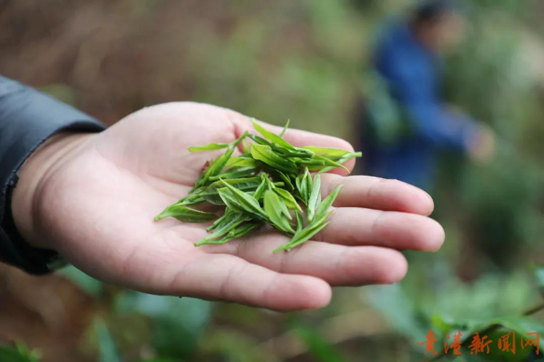 探访藏在高山云雾里的珍稀野生始祖茶