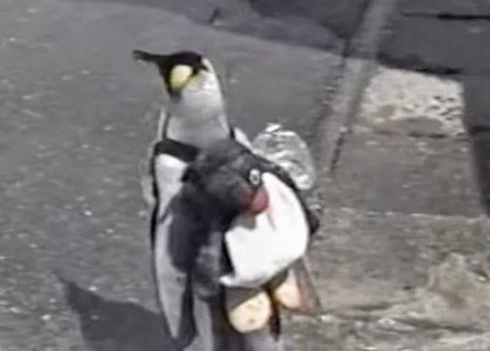 這只日本小鎮的網紅企鵝，每天最愛的事是背包去魚店討魚吃～