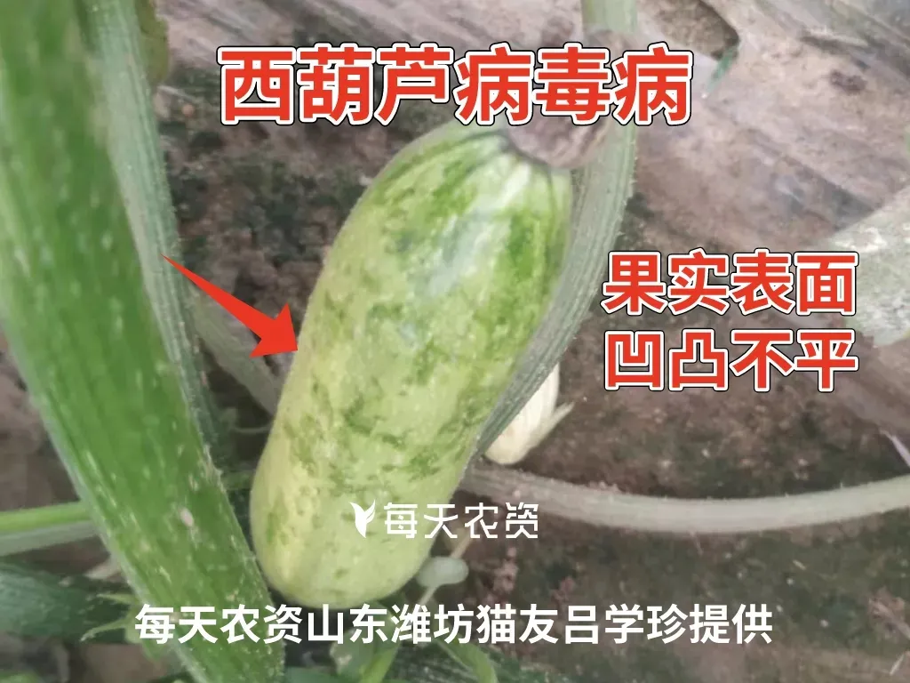 盐酸吗啉胍这些要点,种地打药一定要知道