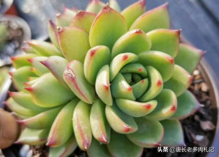 冬云系多肉月亮石 不仅名字好听 而且还容易度夏和养出状态 资讯咖