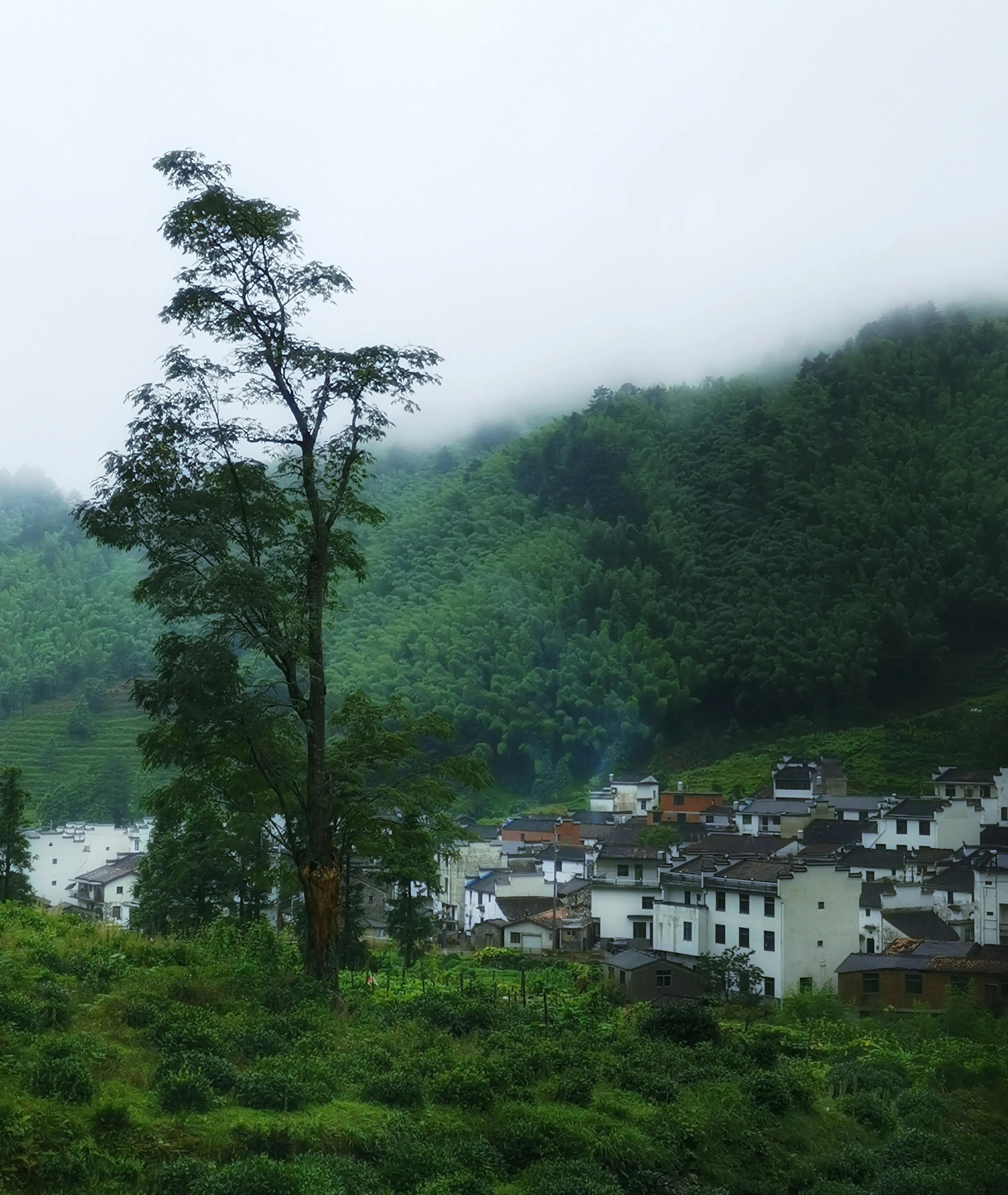夏天去婺源：920米鄣山村避暑，13公里密林穿越，雨天看卧龙美景