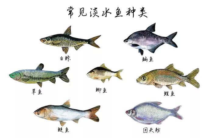 長江每天將魚衝入大海 淡水魚在海里無法生存 這些魚跑哪裡去了 多吃菜有營養 Mdeditor