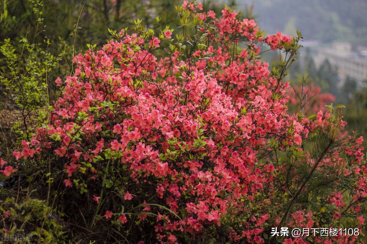 湖南常宁：又是一年春好景，美丽经济助力乡村振兴！