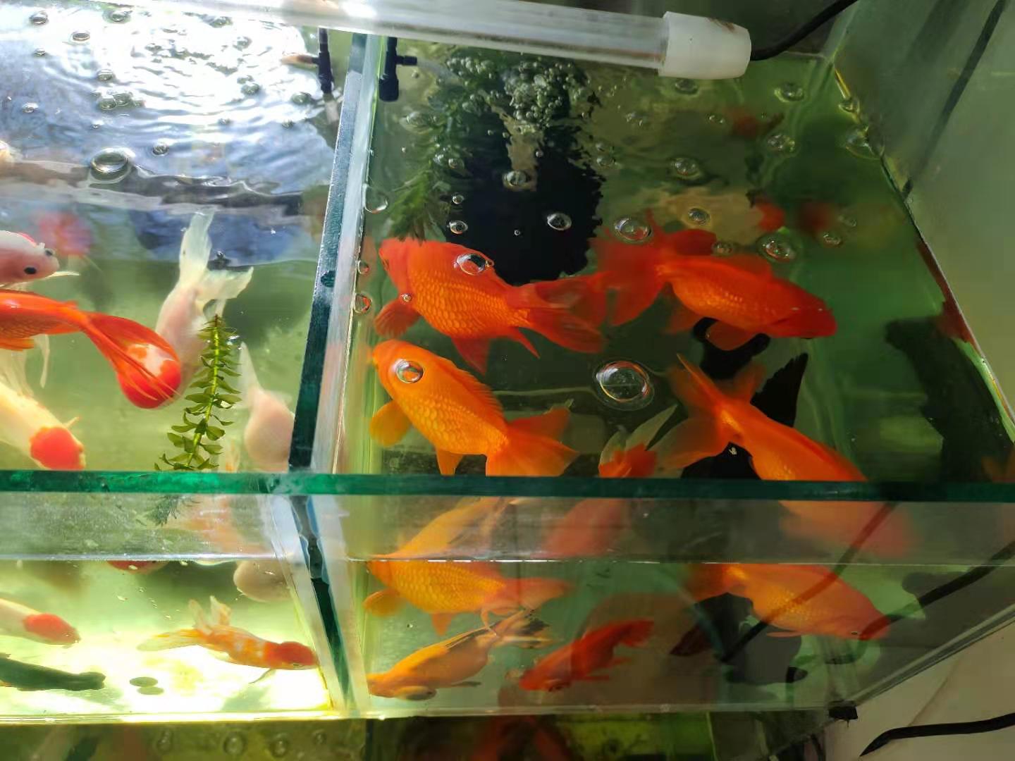 如果一缸觀賞魚 患上了多種疾病 我們應該如何處理 養魚老道 Mdeditor