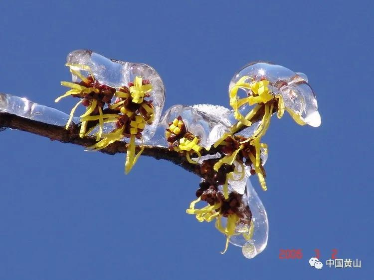 世界野生动植物日｜黄山，万物生灵繁衍生息的天堂