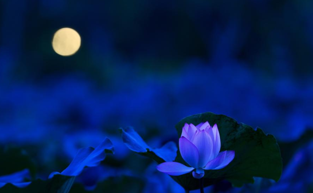 月色 婵娟 荷花 明艳，十首有关荷花与月色的诗词，在月光里流溢荷香