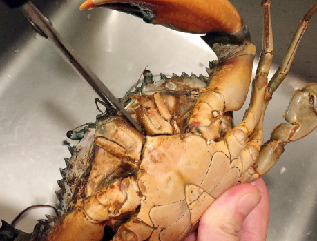 图片[2]-蒸螃蟹时只会肚子朝上就外行了教你1招螃蟹不流黄鲜味足-起舞食谱网