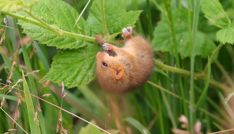 这小东西只有5年寿命，其中4年都在睡觉，睡觉时会把自己饿死