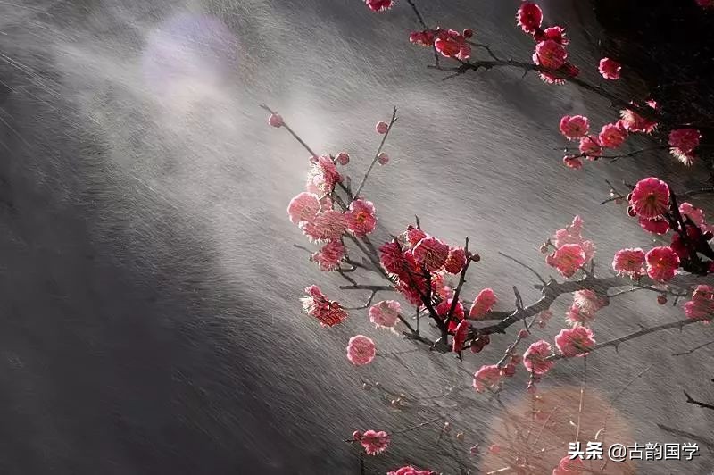 10首梅花诗词，傲雪迎风，美的令人心醉-第2张图片-非凡网