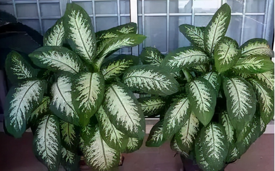 These "4" flowers are poisonous!Don't ask for it for free!If you have a