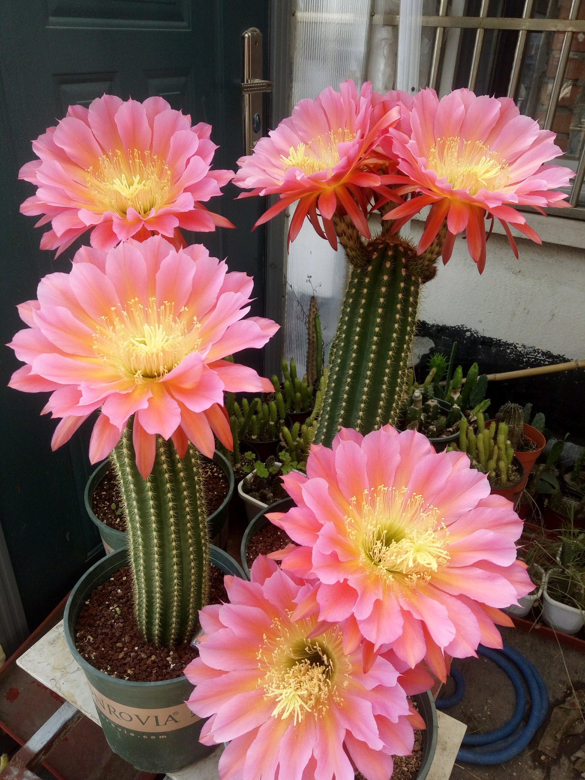 7 kinds of "immortal flowers", small seedlings are worthless, raise