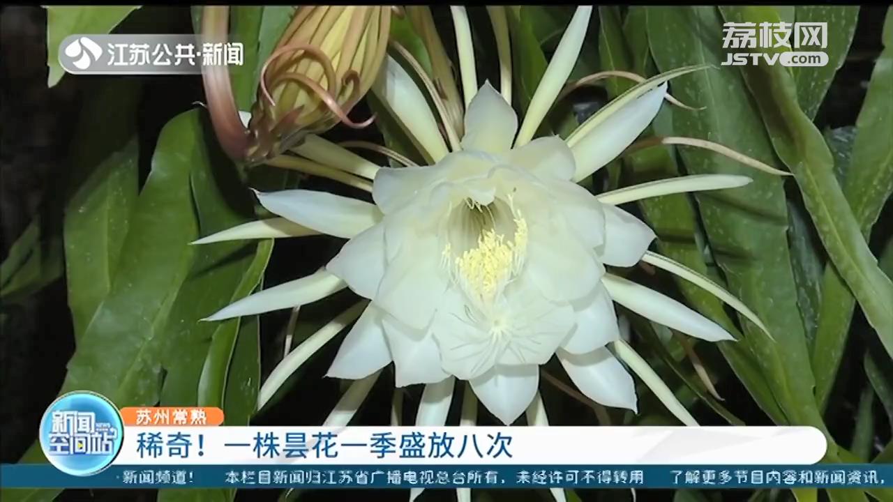 昙花不止一现 常熟阿姨家的昙花一季盛放了八次