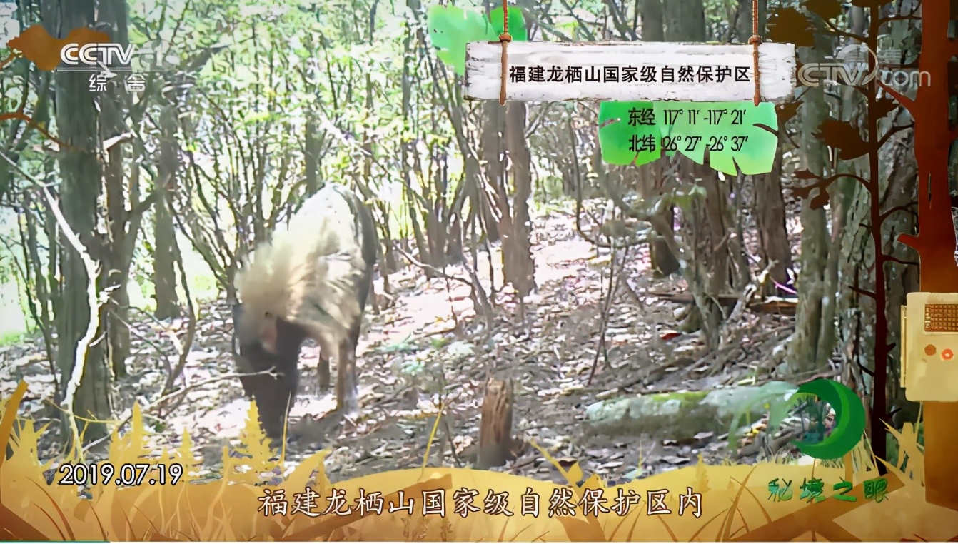 將樂中華鬣羚亮相央視黃金時段節目《秘境之眼》 - 資訊咖
