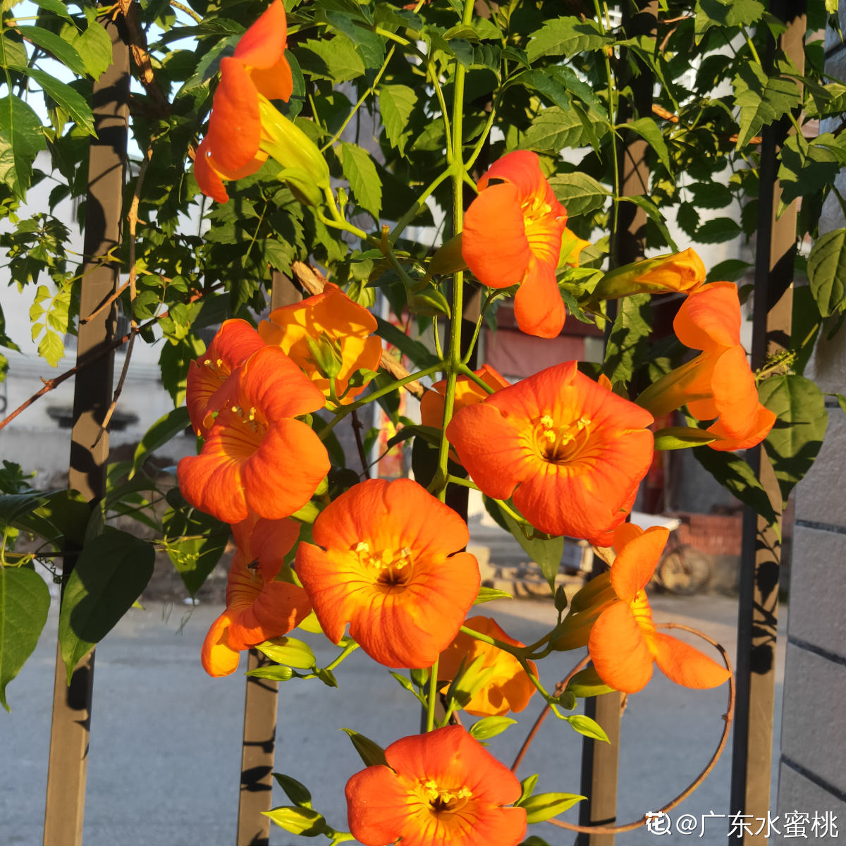 8月開得最好的9種花 養了就能開 做8月最靚的花 花花優選 Mdeditor