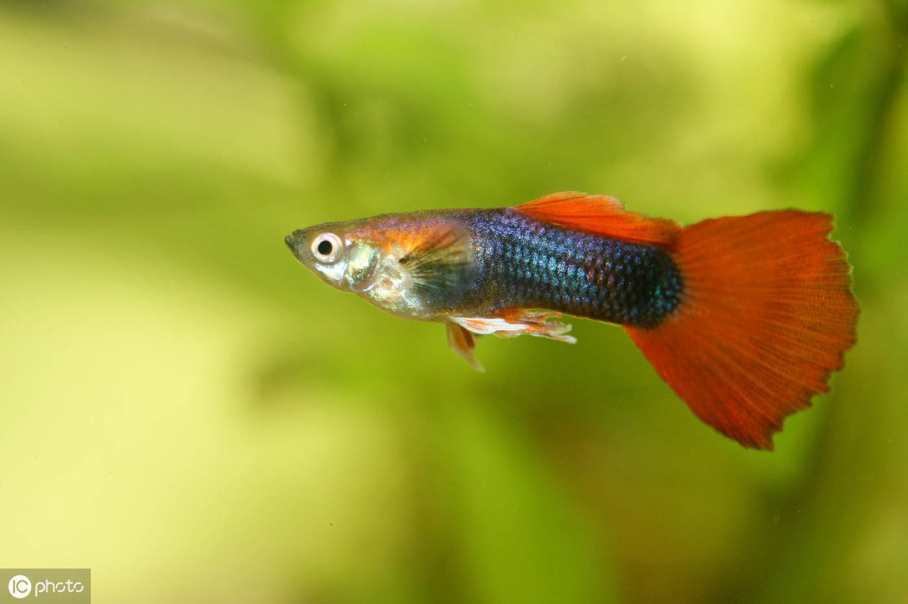 孔雀花鳉 Poecilia Reticulata 孔雀魚 天天看點