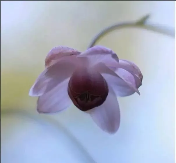 160種· 奇花異草，絕對有你沒見過的！ 「下部分」