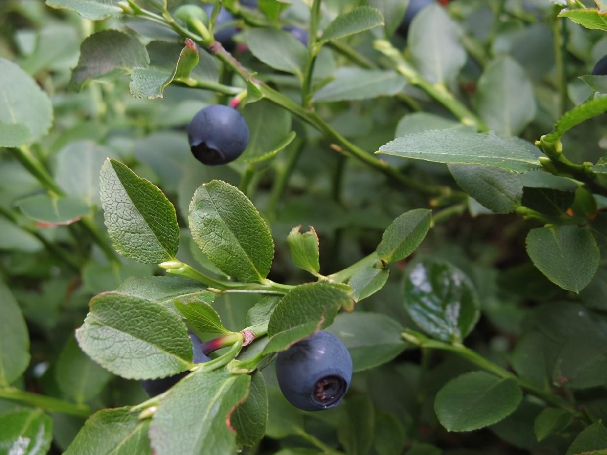 Home-grown Blueberries, It's Important To Choose The Right Variety ...