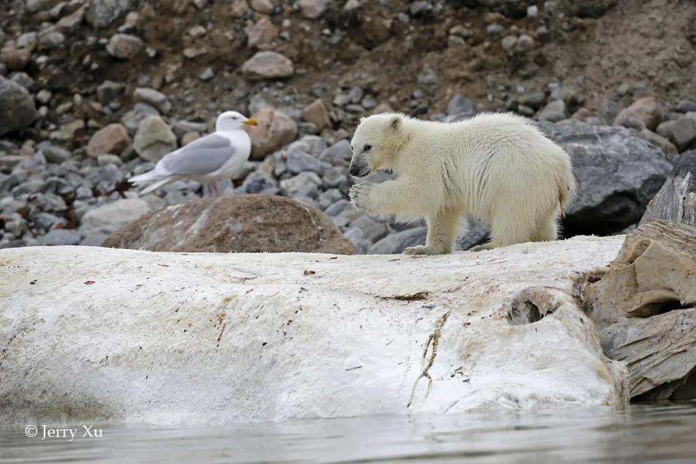 国际北极熊日，一起来欣赏那浮冰上的白胖子