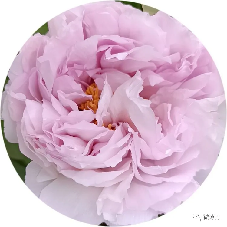 新诗推荐:著名诗人安娟英诗歌专辑