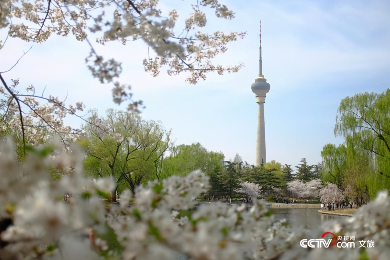 Yang Ying basks in oriental cherry to be patted oneself, pool of Beijing jade deep is admired cherry main forces is crowded explode, or curtilage the Yun Shangying in the home