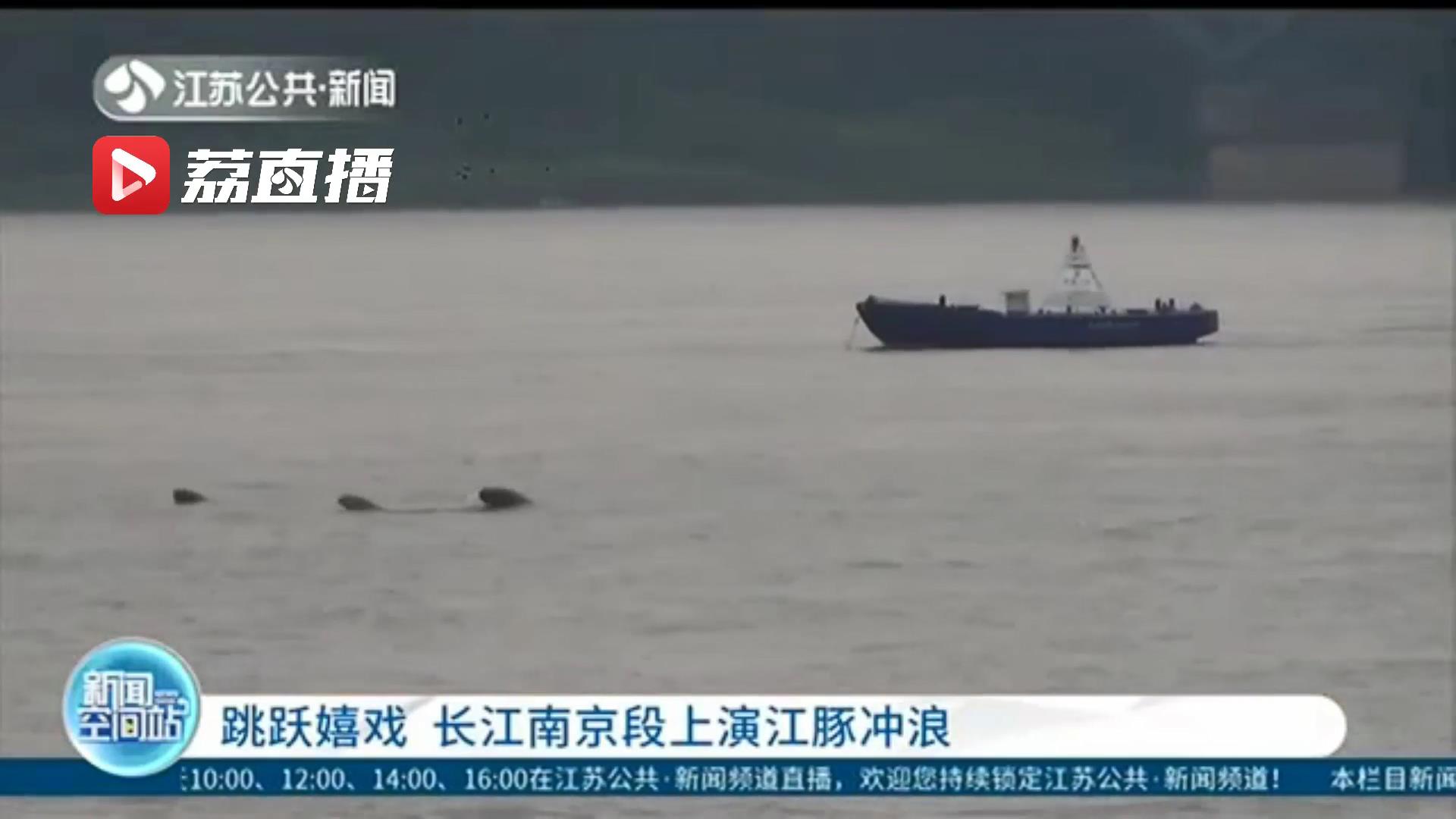 跳跃嬉戏 长江南京段上演江豚“冲浪”