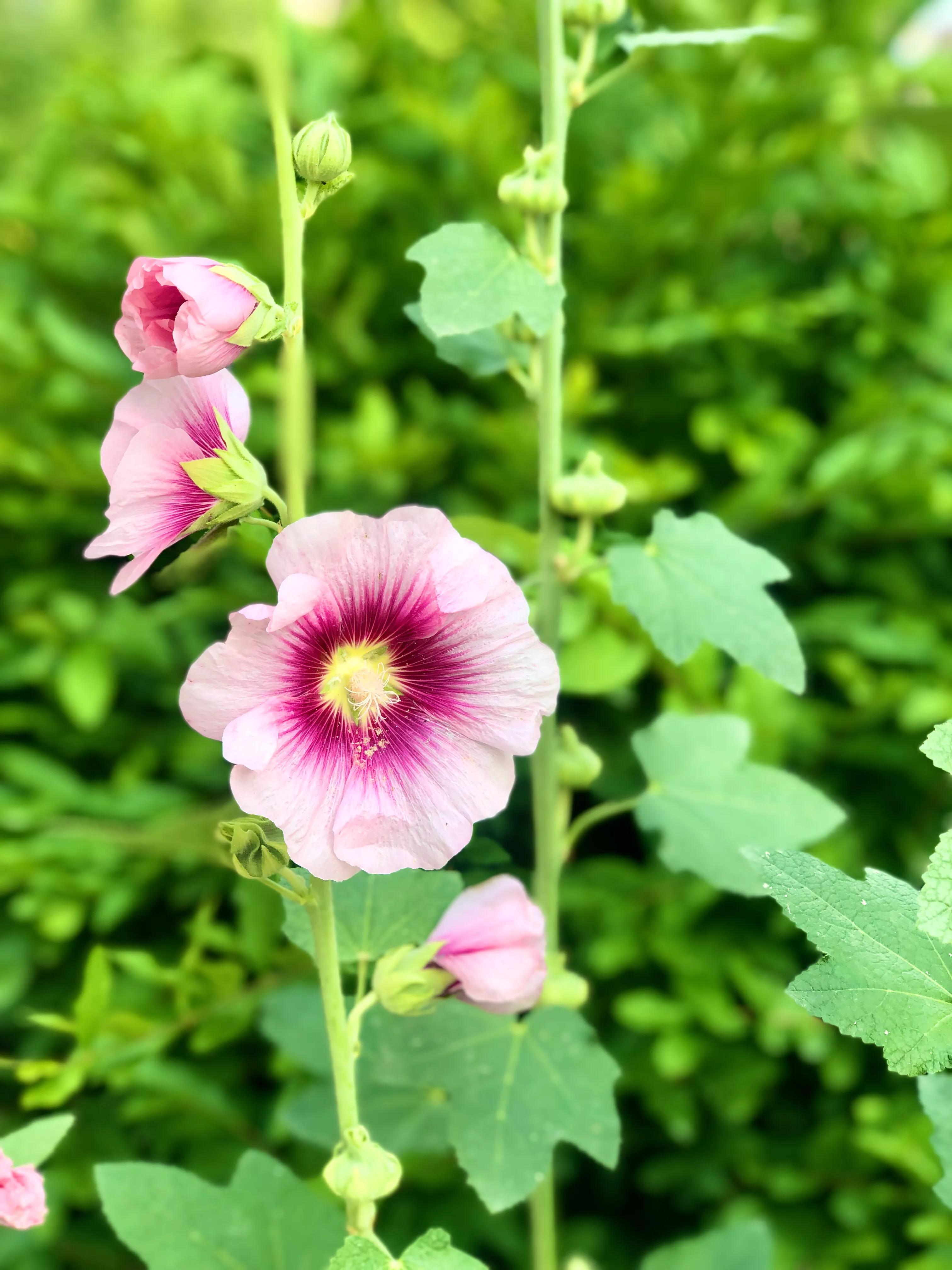 花無百日紅 卻有重開日 人無再少年 更無千日好 珍惜花開風景 資訊咖