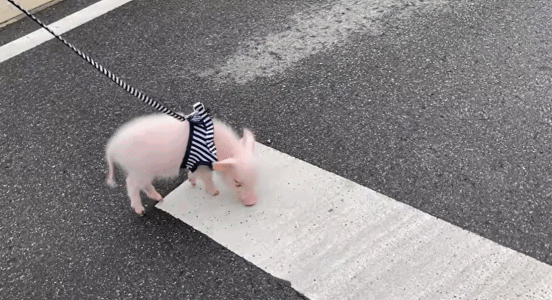 博主还有牵着小猪,带它出去散步,玩累了就直接躺在主人的大腿上睡懒觉